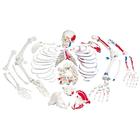 Disarticulated Human Skeleton Model with Painted Muscles, Complete with 3-part Skull